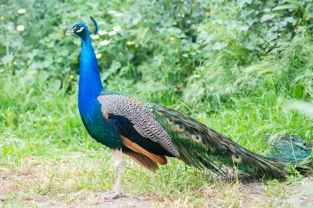 Sanjay Van - Bird Sanctuary In New Delhi