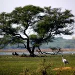 Bird Sanctuaries In Delhi Ncr: 9 Popular Birding Sites You Can’T Miss