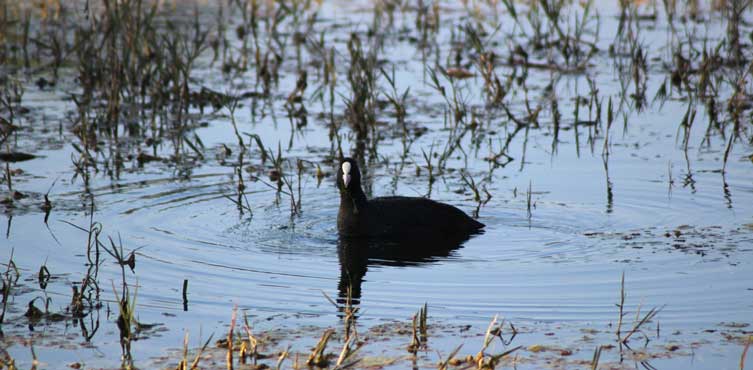 Common Coot Is The Only Migratory Bird Can Be Found In Bharatpur Bird Sanctuary