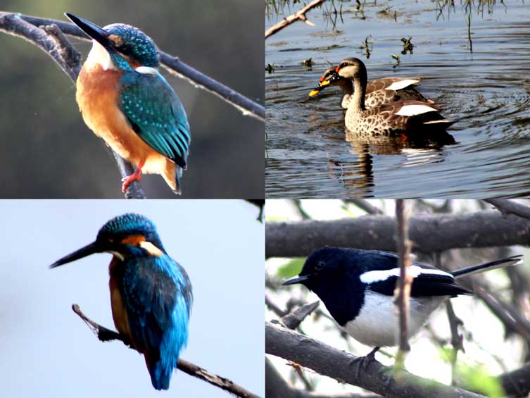 Common Kingfisher, Spot-Billed Duck- Eurasian Magpie, And Great-Blue Kingfisher (Clockwise)