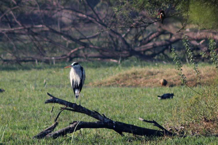 Grey Heron (With White-Throated Kingfisher, Purple Swamphen And Whistling Duck)