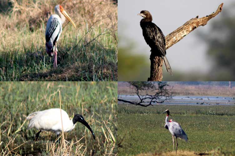Painted Stork, Indian Cormorant, Sarus Crane, And Black-Headed Ibis (Clockwise From Top Left)