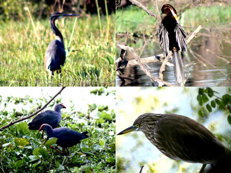 Purple Heron, Indian Darter, Indian Pond Heron, And Purple Swamphen (Clockwise)