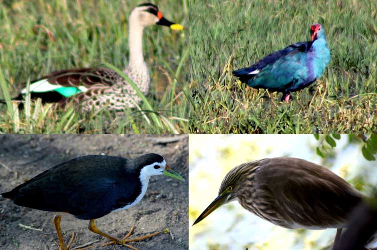 Spot Billed Duck, Purple Swamphen, Indian Pond Heron And White-Breasted Waterhen (Clockwise From Top Left)