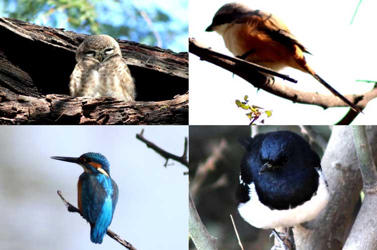 Spotted Owlet, Long-Tailed Shrike, Eurasian Magpie, And Great Blue Kingfisher (Clockwise From Top Left)