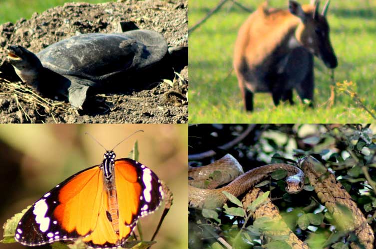 Turtle, Asian Antelope, Butterfly And Rat Snake (Clockwise From Top Left)