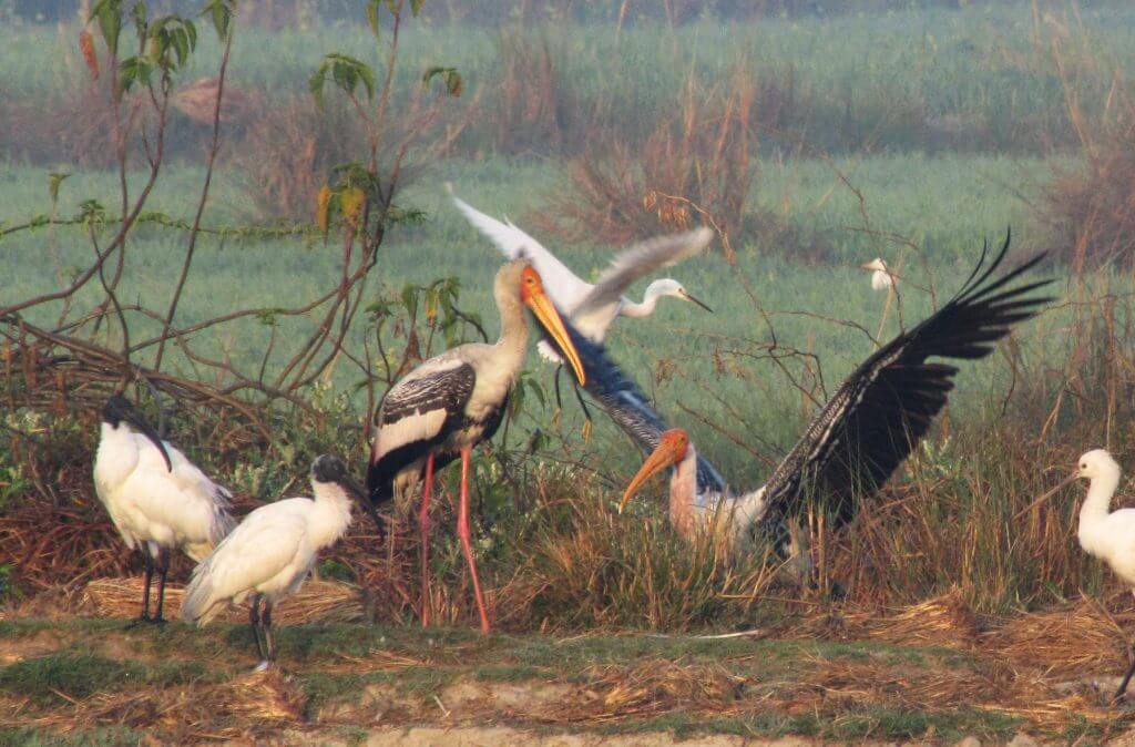 Lakh Bahosi Bird Sanctuary, Kannauj