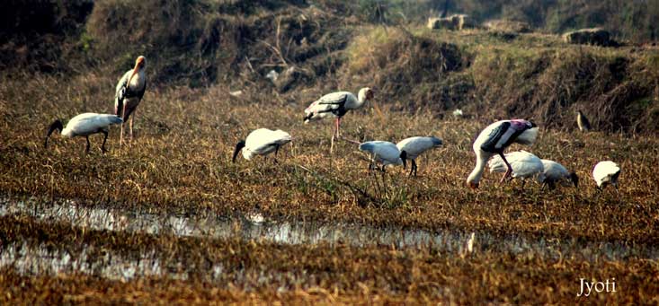Painted Storks And Black-Headed Ibis At Dighal Wetlands