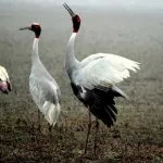 7 Best Natural Bird Sanctuaries Near Delhi: Explore Sarus Crane & Painted Stork At A Human Distance