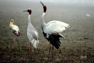 Sarus Crane &Amp;Amp; Painted Stork Birding At Some Natural Bird Sanctuaries Near Delhi!