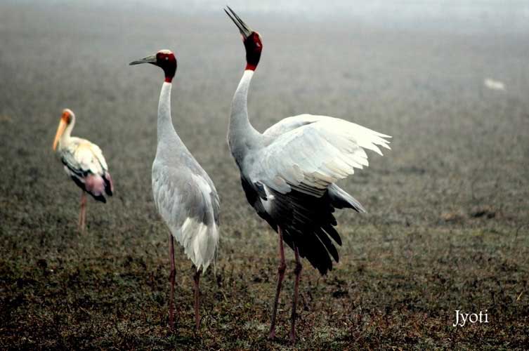 Sarus Crane &Amp; Painted Stork Birding At Some Natural Bird Sanctuaries Near Delhi!