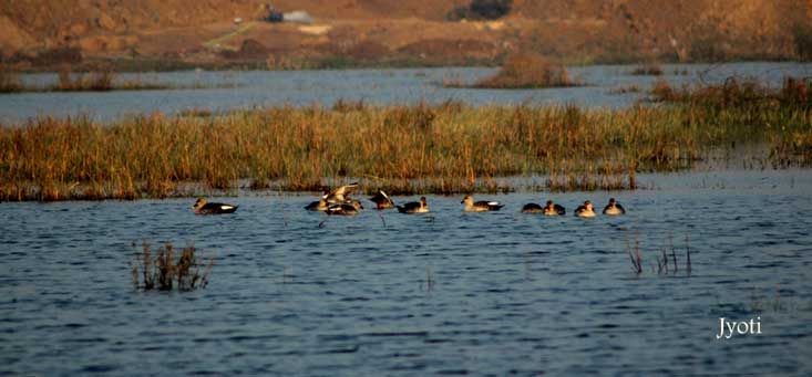 Spot-Billed Ducks At Basai Wetlands