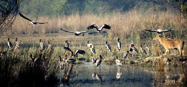Sultanpur Bird Sancturary