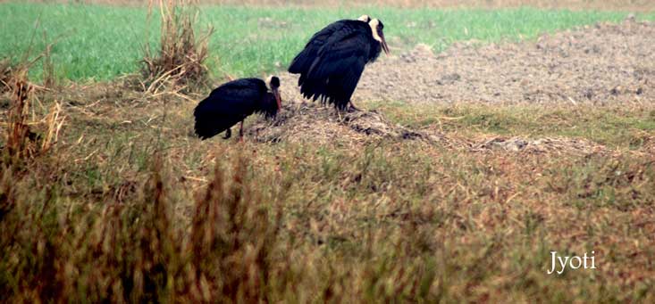 Wooly Necked Stork At Dhanauri Wetlands