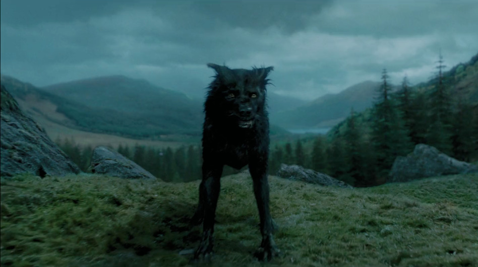 Why Sirius Black Dog Is Named Padfoot
