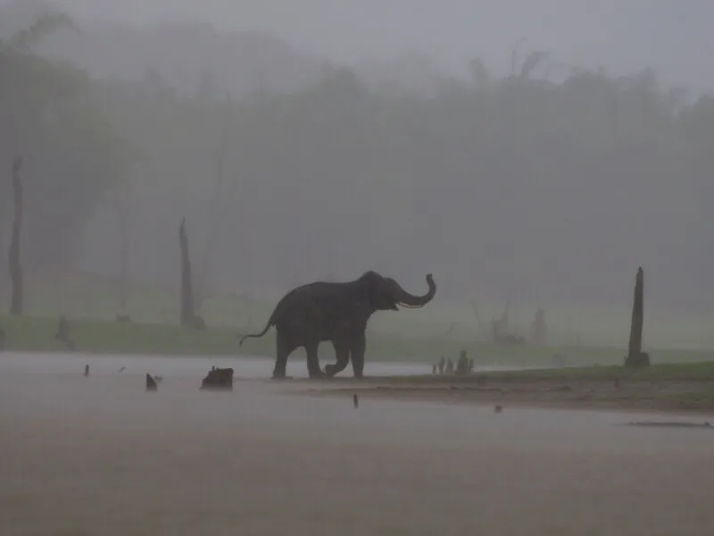 Elephant In Monsoon