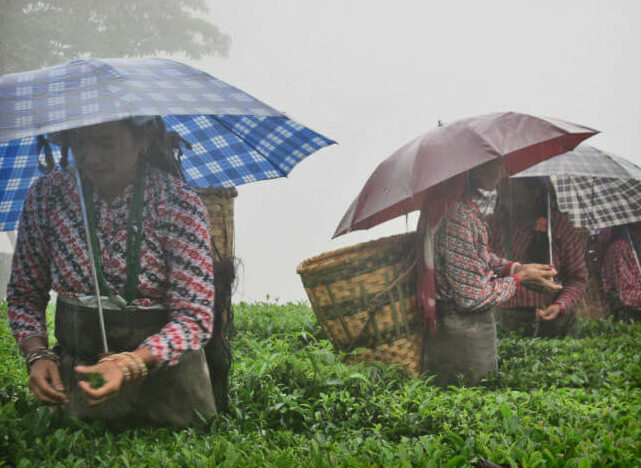 Tea Picking In Monsoon