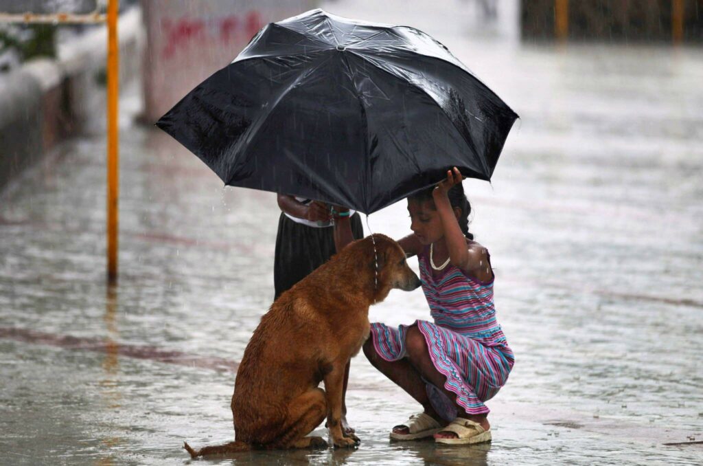 We All Need A Shelter In Monsoon